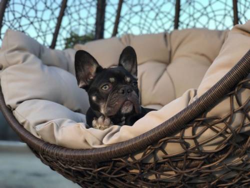 French Bulldog Male
