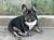 French Bulldog Male