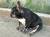 French Bulldog Male