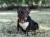 French Bulldog Male