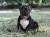 French Bulldog Male
