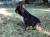 French Bulldog Male