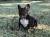 French Bulldog Male