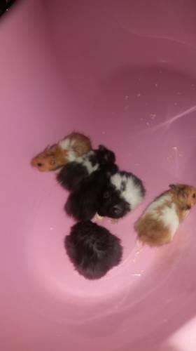 Продам симпатичных сирийских  хомячков.