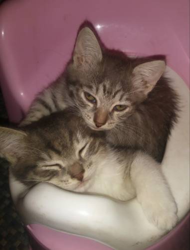 Отдам котят в добрые руки