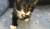  отдам бесплатно котят белесы(мать бенгалка отец дикий лесной кот) 