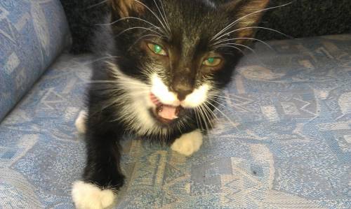  отдам бесплатно котят белесы(мать бенгалка отец дикий лесной кот) 