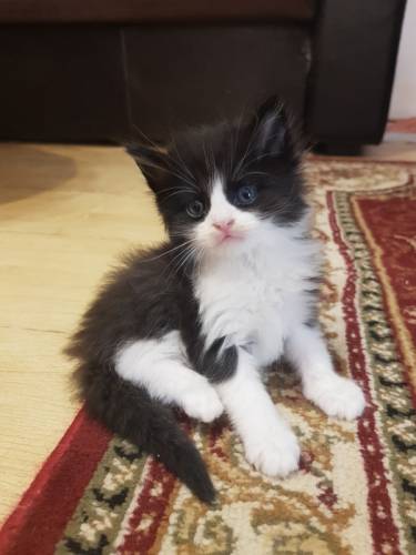 Милые котята ждут вас