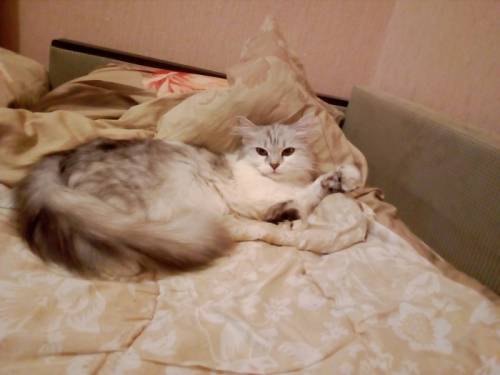 Отдаем котят, метисы