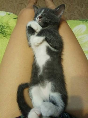 Чудесный котенок в добрые руки