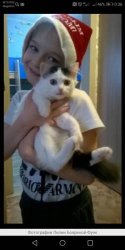 Потерялась любимица кошечка