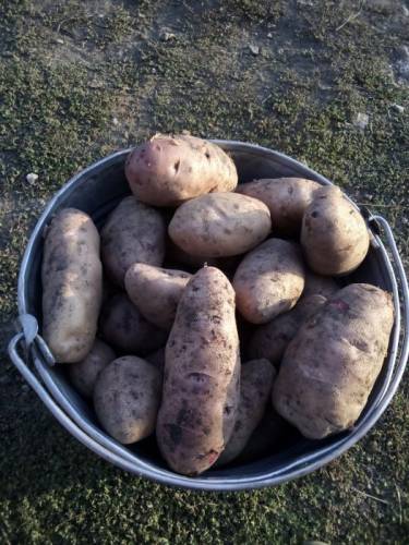 Продаётся картофель , недорого.