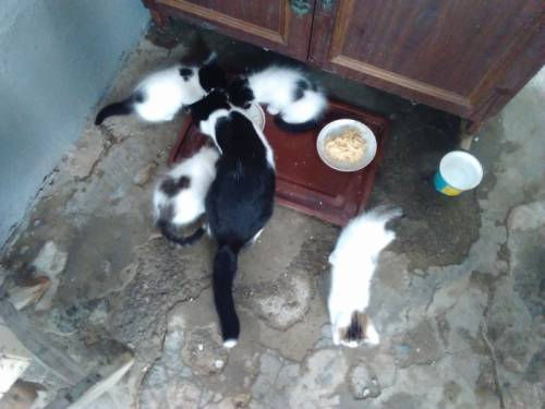 Отдам котят в хорошие руки