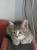 Отдам прекрасных котят