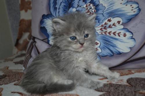Полуперсидские Котята Персидской породы