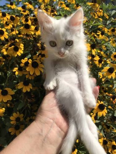Отдам котят бесплатно 