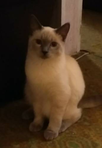 шикарный шотландский котик