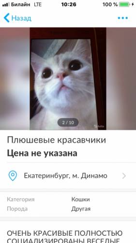 Шоколадские редких окрасов 