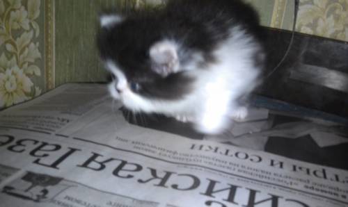 продам персидского котенка