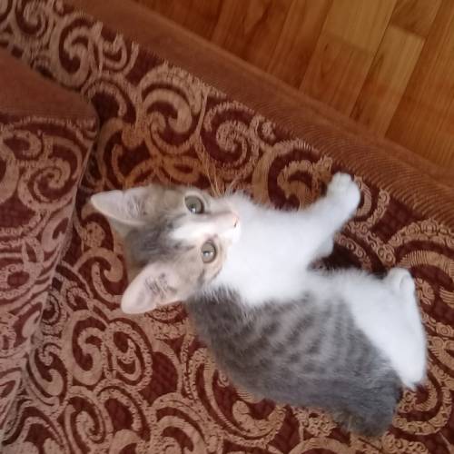 в заботливые руки котёнка