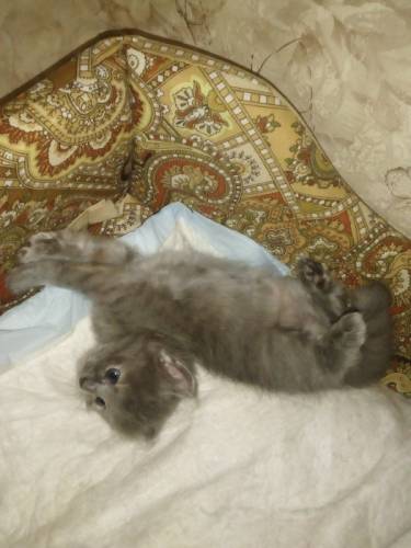 отдам котеночка в добрые руки