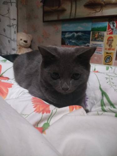 Отдам кота,  плюшевый британец