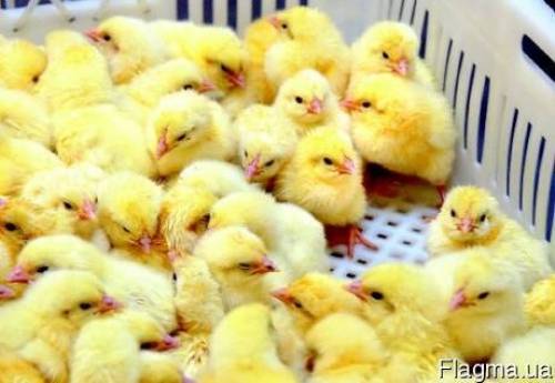 Продам инкубационное яйцо бройлера КОББ-500