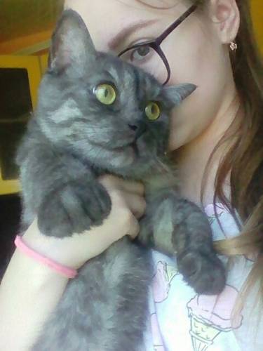 отдам даром кота