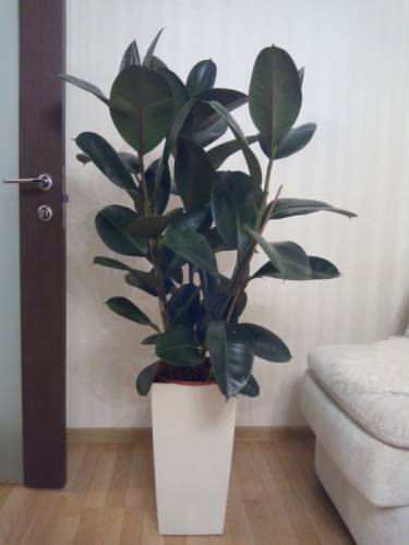 Продам фикус робуста