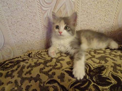  Милый котенок ищет семью