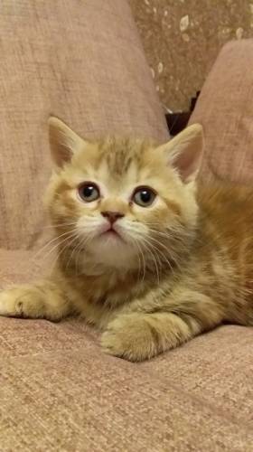 Продам британских котят 