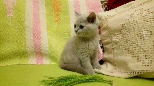  Продаю Шотланских котята