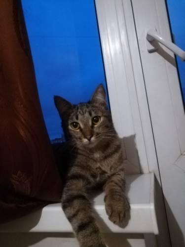 Котику очень нужен дом!!!!!