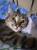 Котику очень нужен дом!!!!!