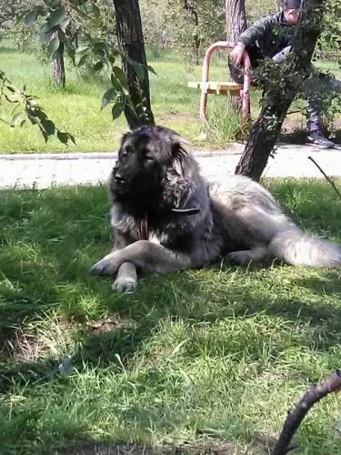 кавказкая овчарка кобель для вязки