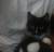 Котятки ищут дом
