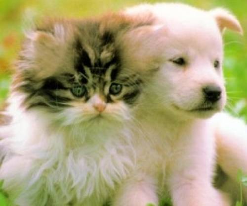Купить : Ветеринария. Биопрепараты для здоровья всех животных