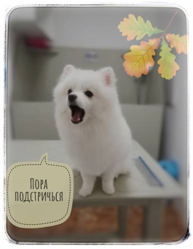 Стрижка собак и кошек на дому.  Москва и область. 