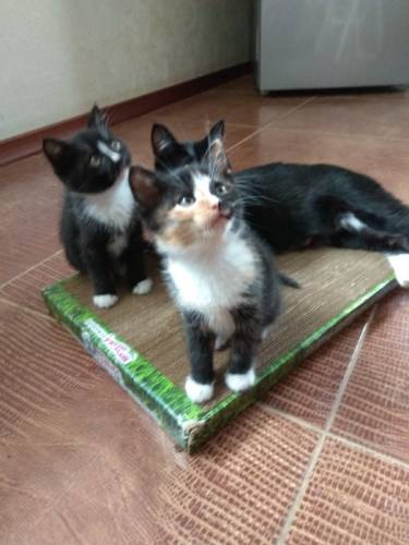 Котята в дар
