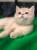 Продаю британских котят
