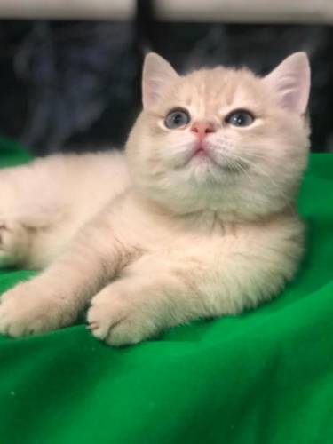 Продаю британских котят