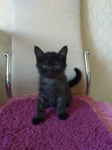 Котенок ищет хозяина