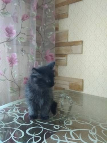 Котик в добрые руки