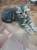скоттиш страйт котик и кошечка