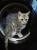 скоттиш страйт котик и кошечка