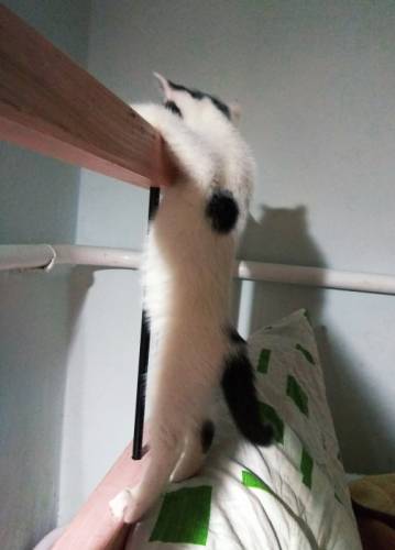 Отдам котенка с необычным окрасом