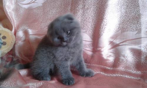 шотландская вислоухая девочка