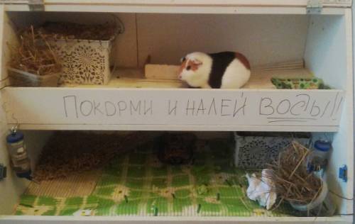 Продам морских свинок с домиком