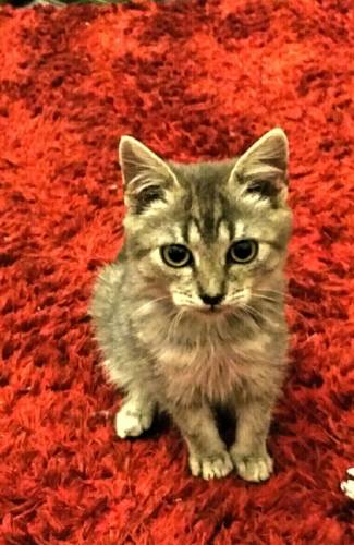 Котенок в хорошие руки