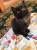 Котенок ищет дом